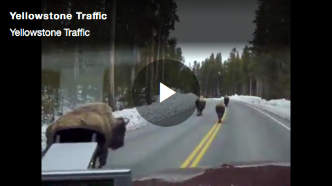 Brightcove  Player Example